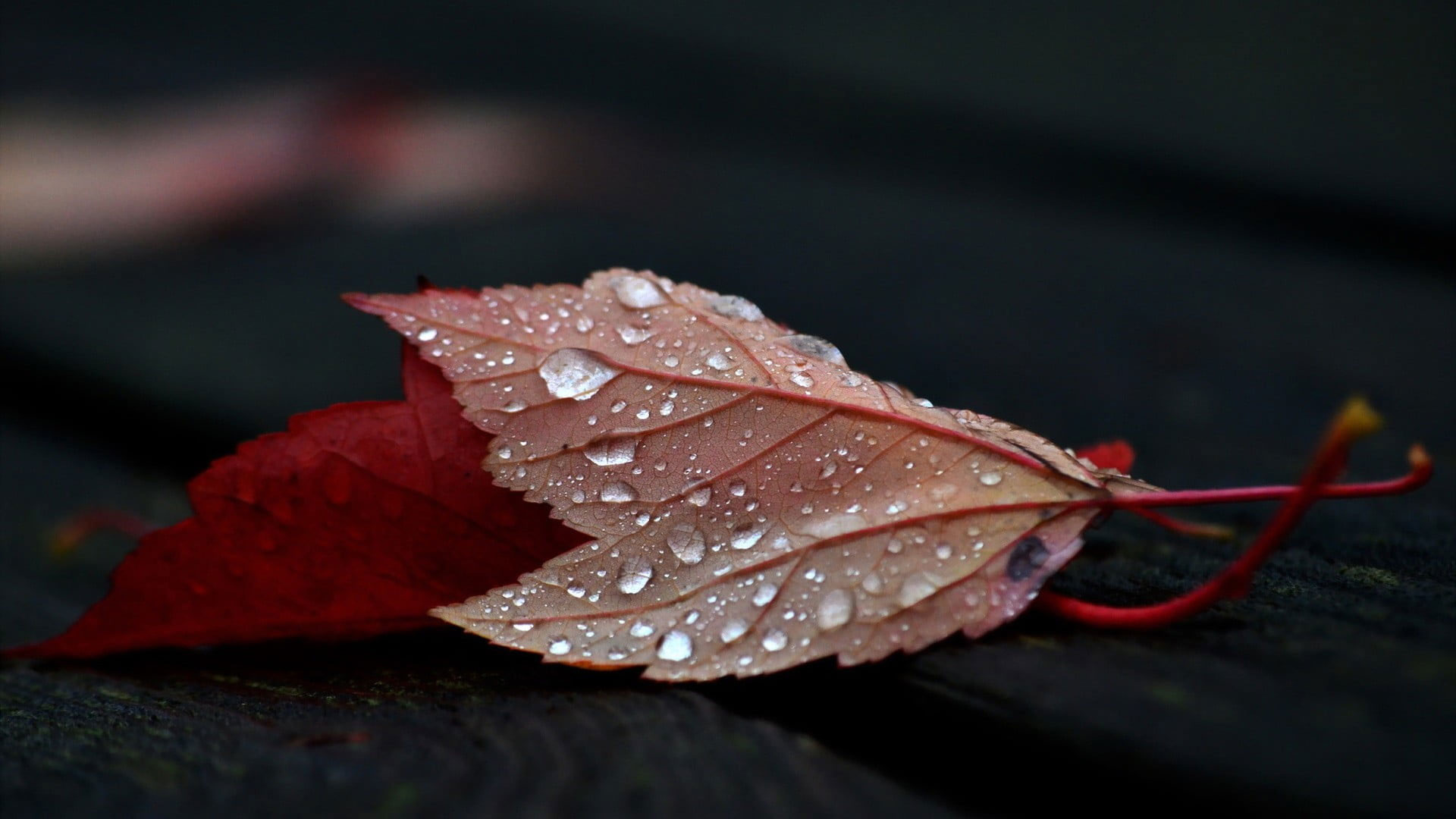 Red leafed plant wallpaper, close-up photo of red leaf with dew, nature