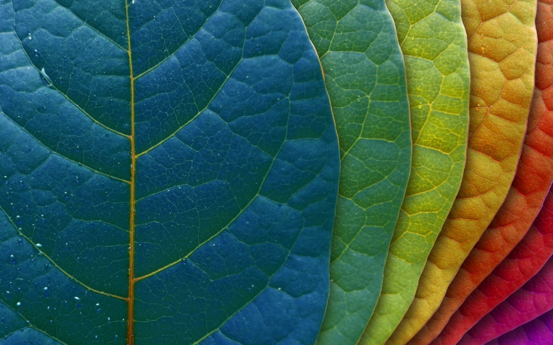Multicolored leaf wallpaper, green leaf, leaves, macro, colorful, plants