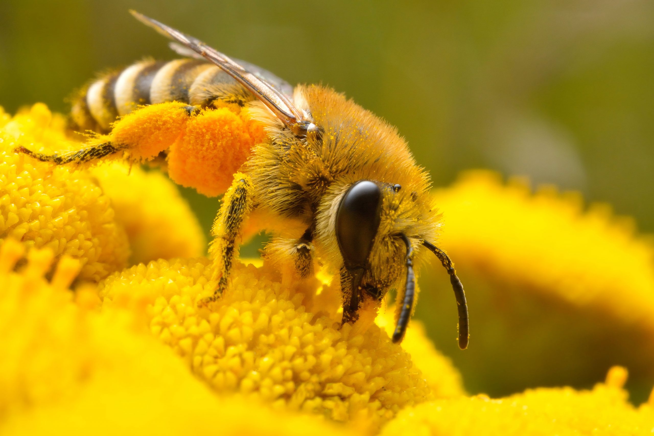 Micro photo of Honey bee perched on yellow petaled flower, insect wallpaper