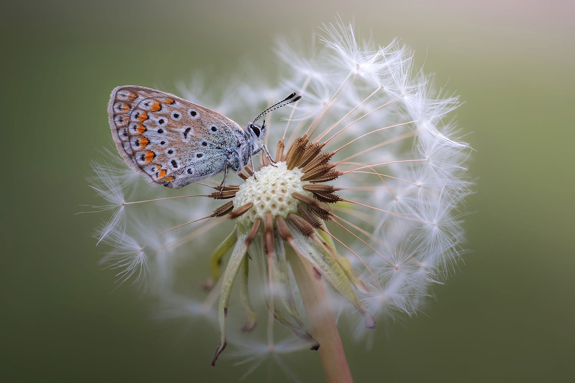Common blue butterfly wallpaper, macro, plants, flowers, animals, insect
