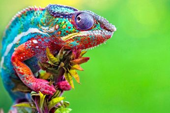 Blue red and purple chameleon wallpaper, chameleons, colorful