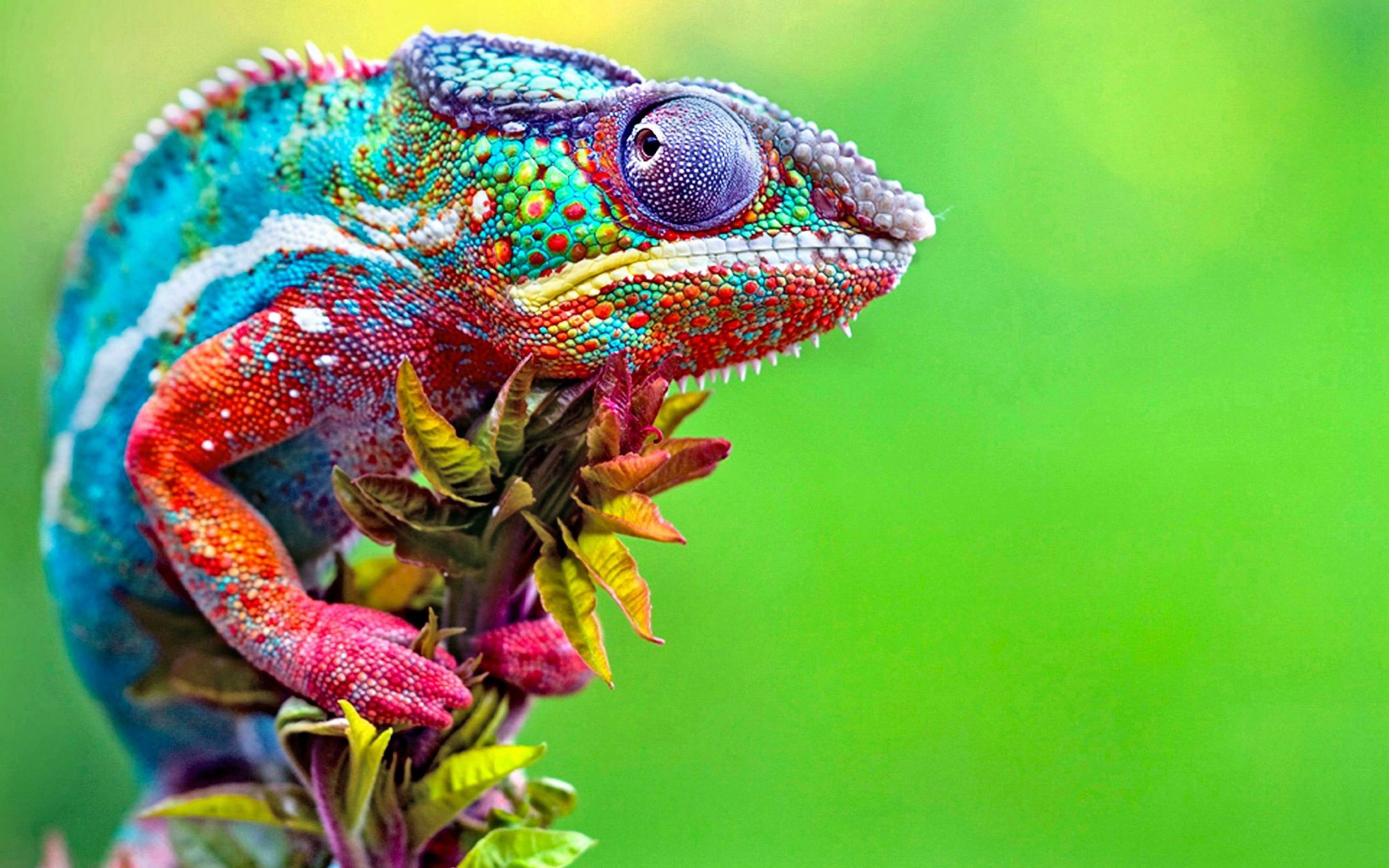 Blue red and purple chameleon wallpaper, chameleons, colorful