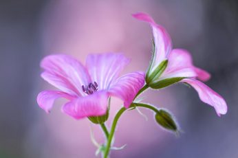 Macro shot of two pink flowers wallpaper, nature, flowering plant, pink color