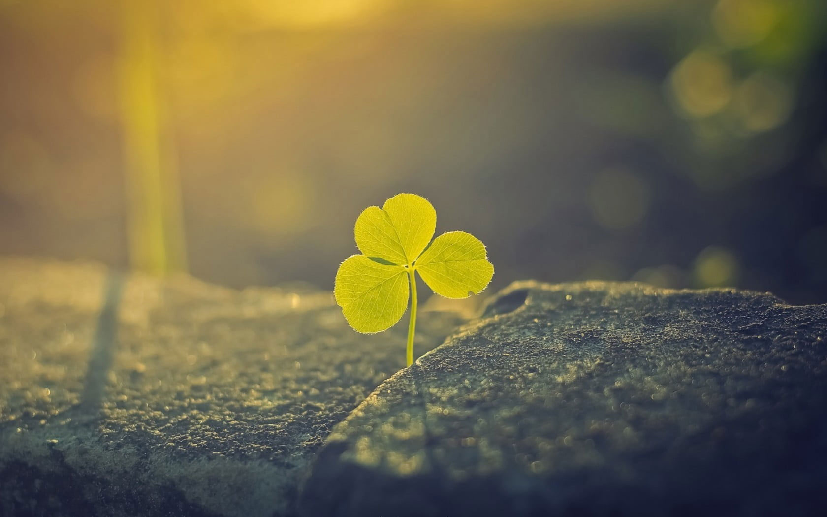 Green leafed plant wallpaper, green three leaf clover, nature, macro, depth of field