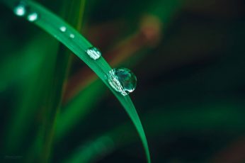 Green leaf wallpaper, photo of water dew on grass, macro, nature, water drops