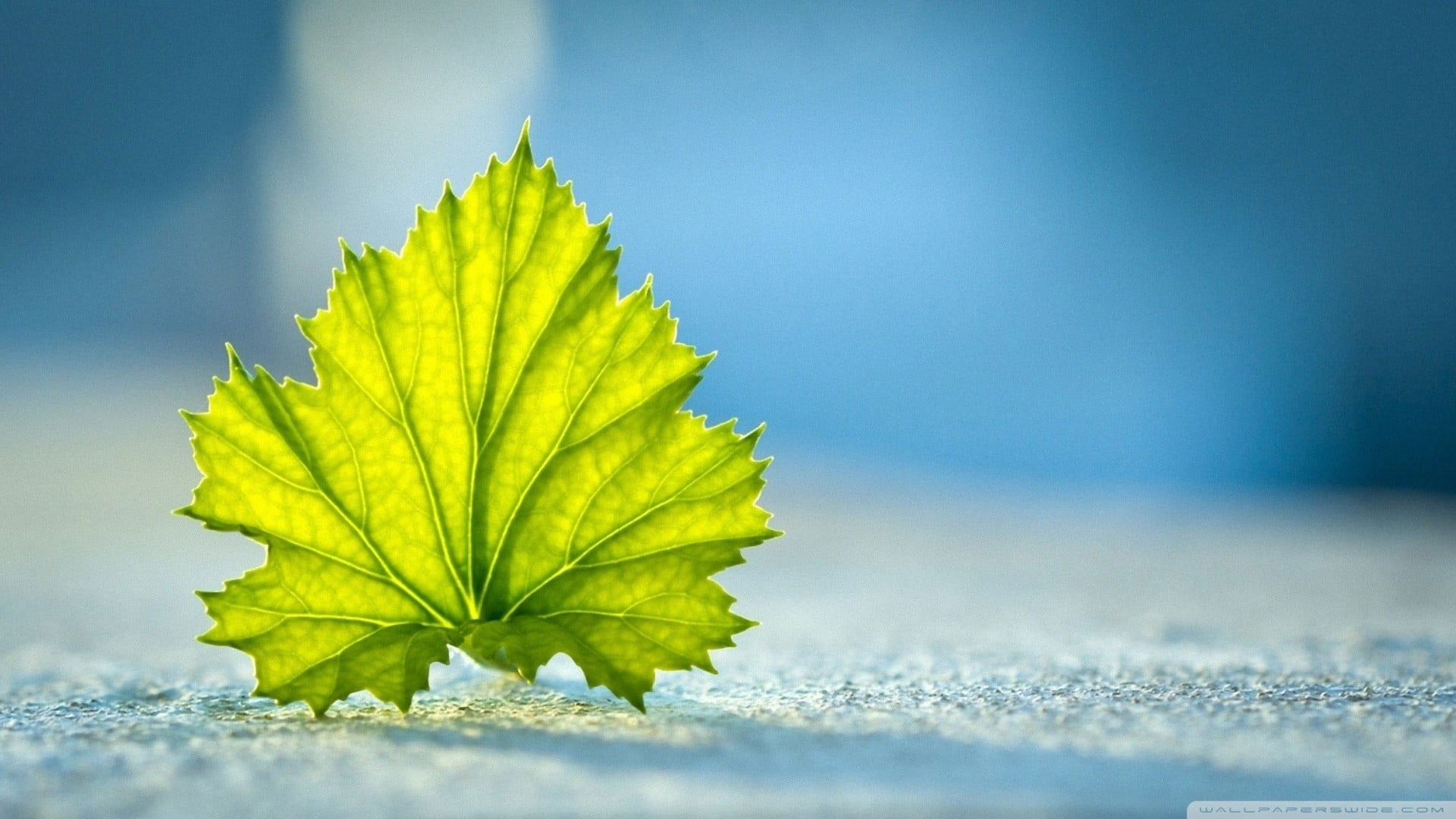 Green leaf wallpaper, selective focus photography of green leaf, nature