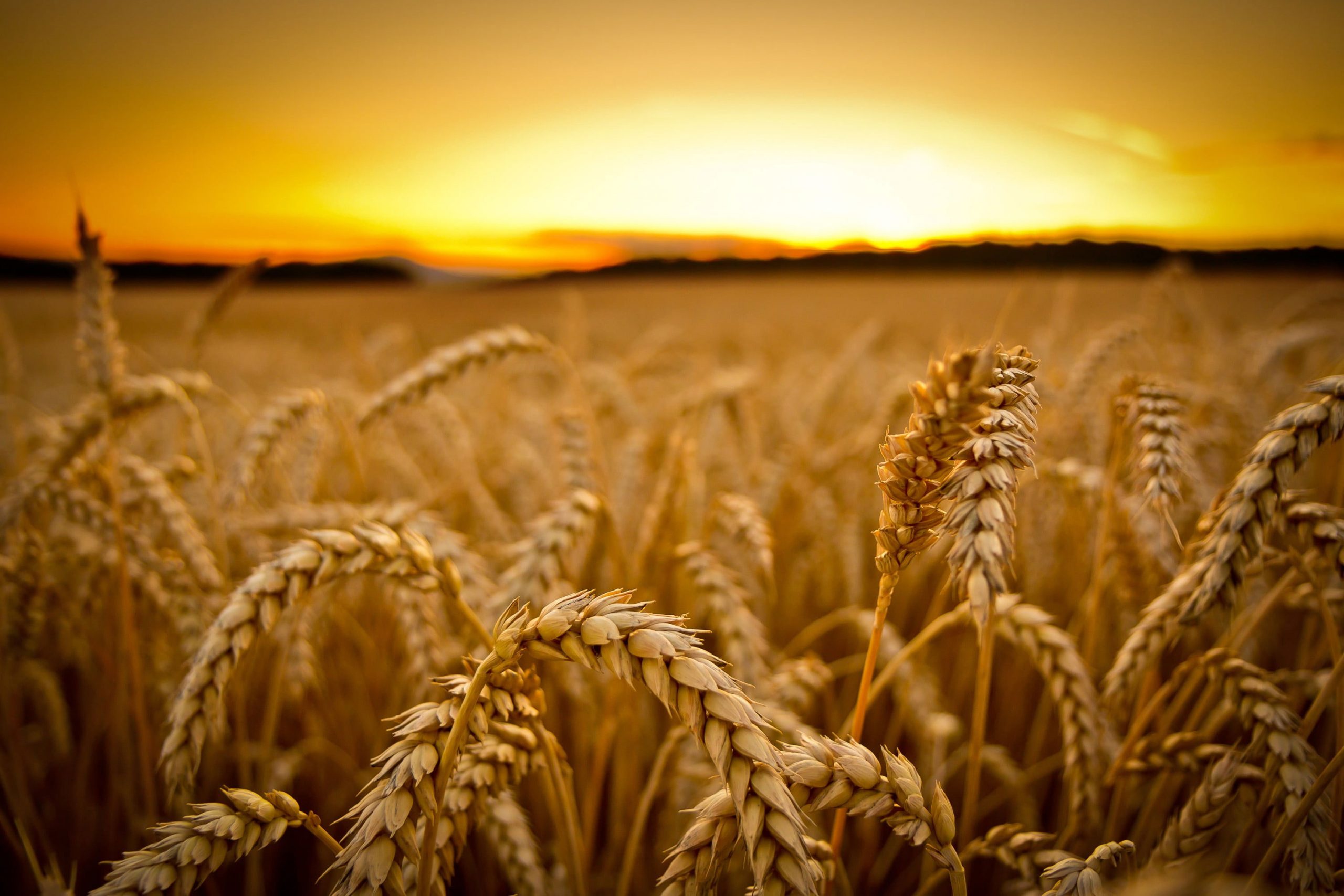 Wheat field wallpaper, low-angle photography of wheats, sunset, macro, depth of field