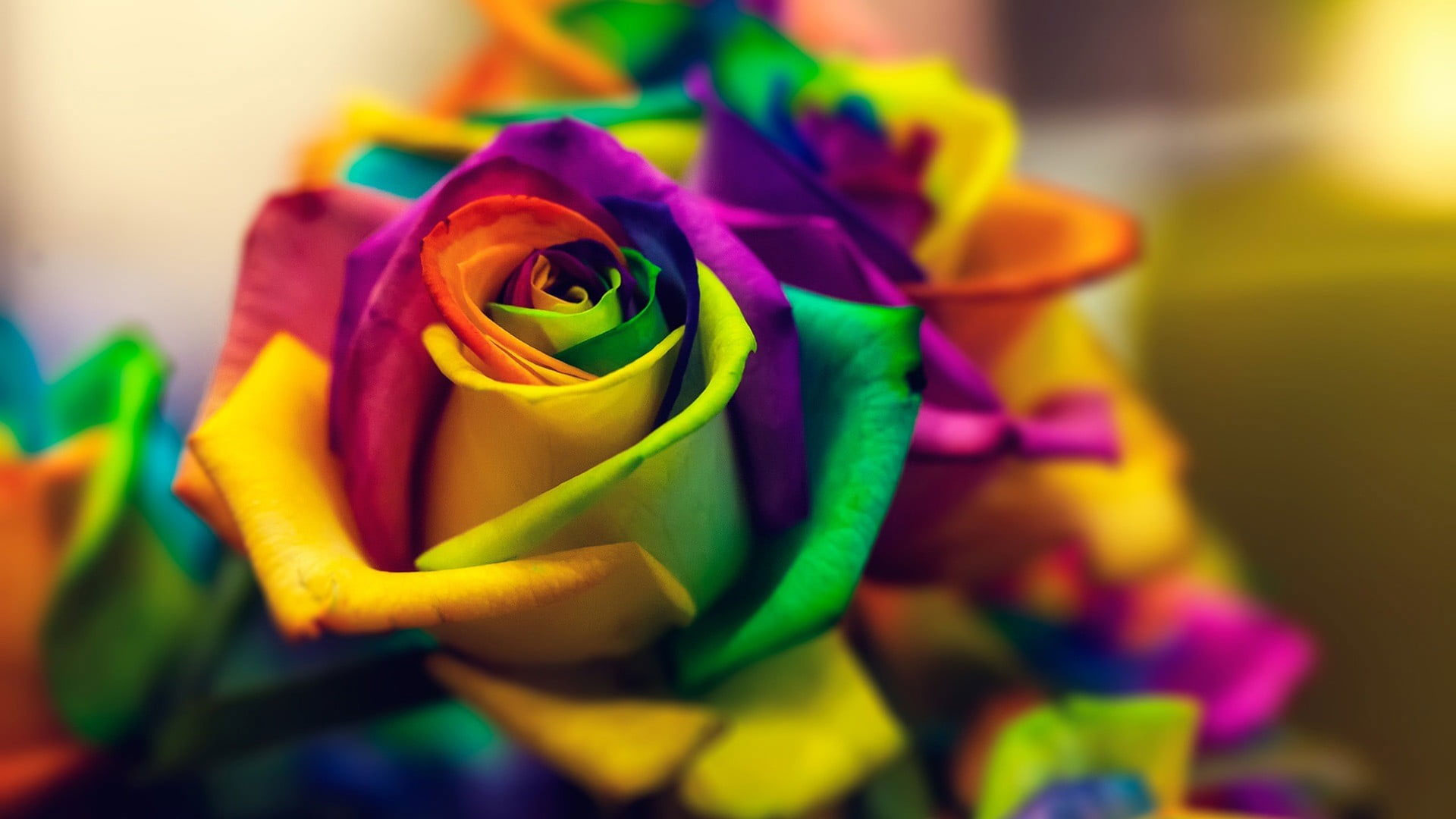 Multicolored flower wallpaper, closed photograph multicolored rose arrangement