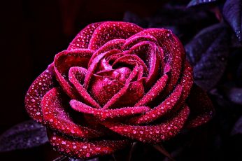 Red rose flower wallpaper, flowers, nature, macro, close-up, plant, freshness