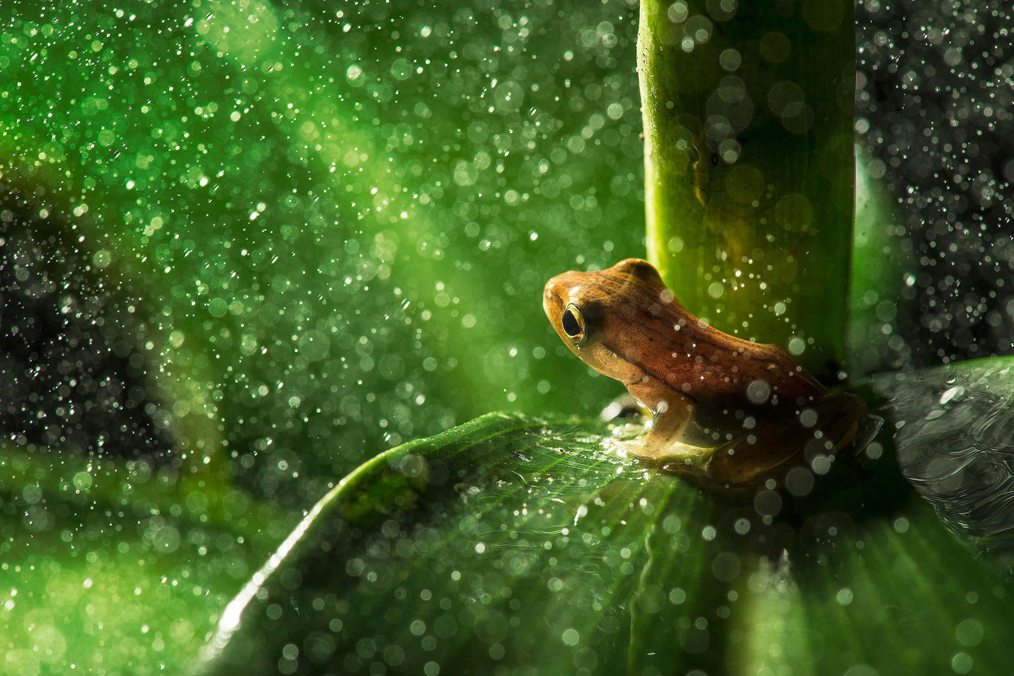 Brown frog wallpaper, closeup photography of brown frog on green leaf plant