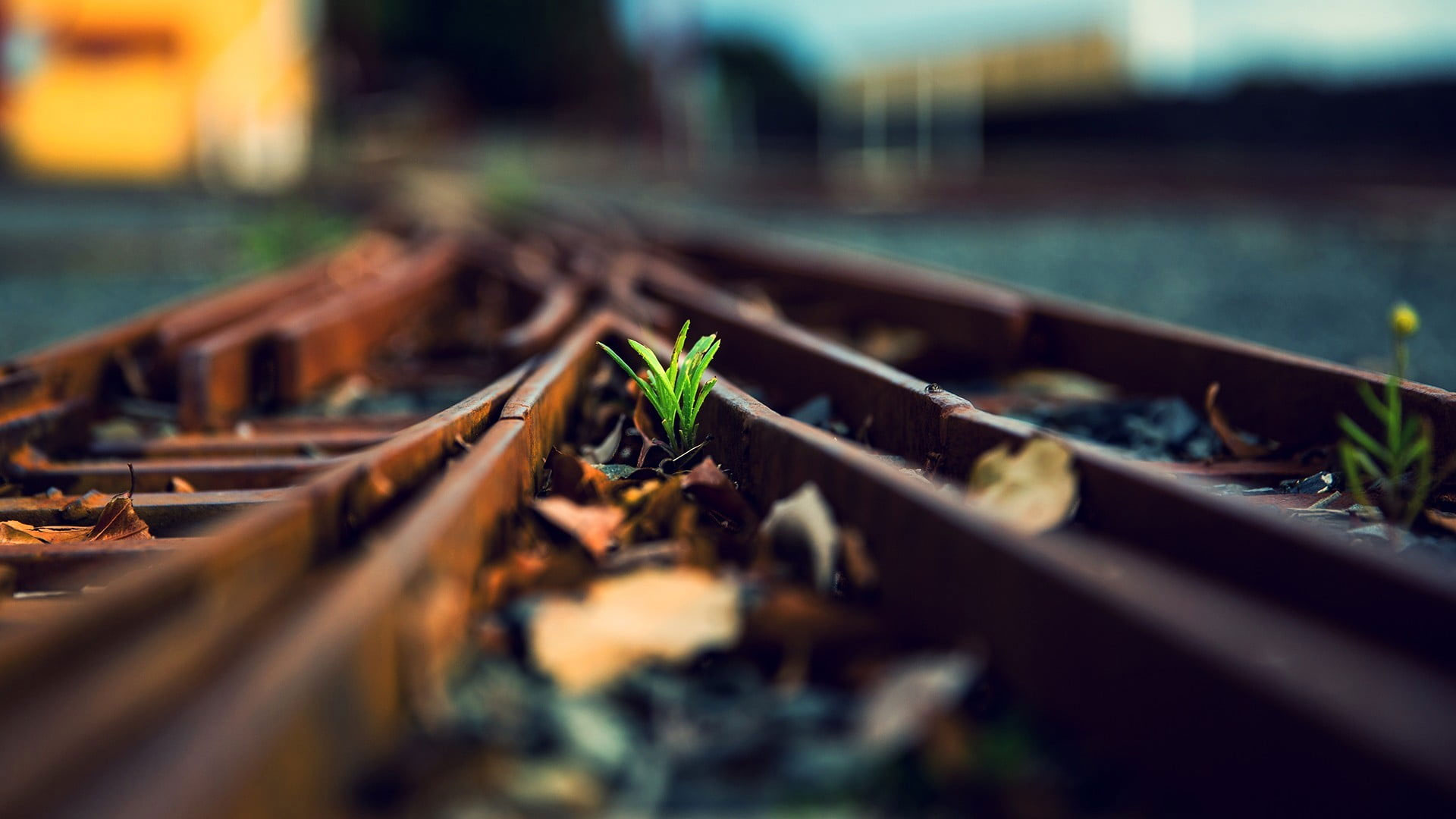 Rusted brown steel train rails, photo of green leaf plant on rail