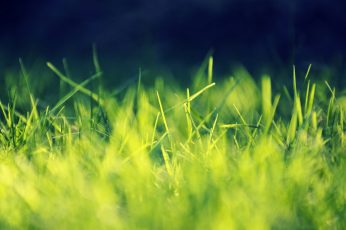 Green grass wallpaper, close-up photo of green grass, nature, closeup, macro