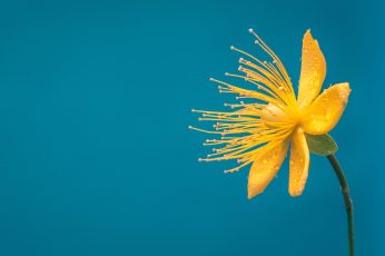 Flower wallpaper, blue, yellow flower, macro, desktop background, bloom