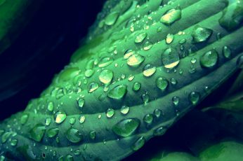 Green leaf and dew drops wallpaper, leaves, water drops, depth of field