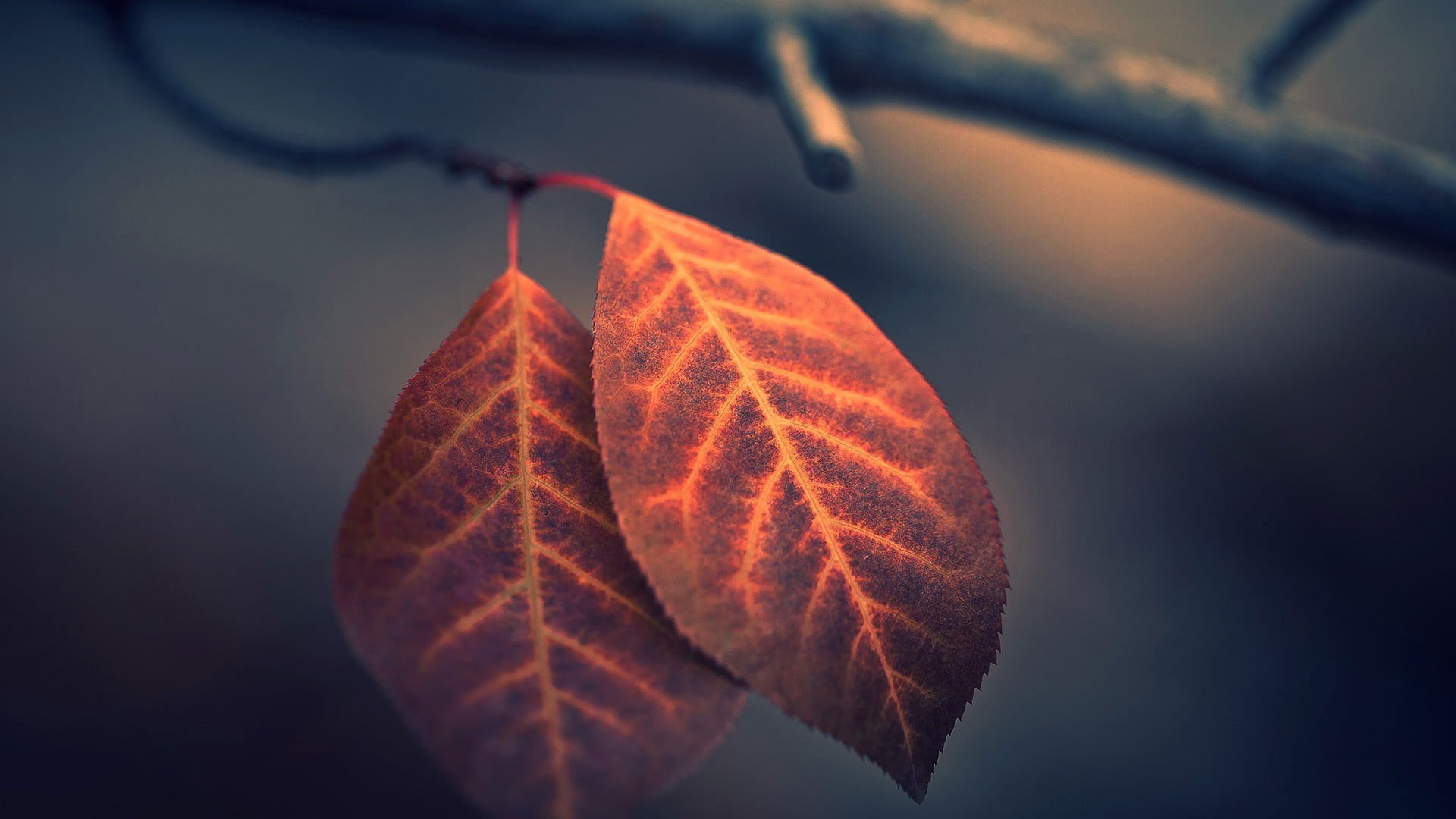 Brown leaf wallpaper, fall, nature, macro, depth of field, leaves, photography