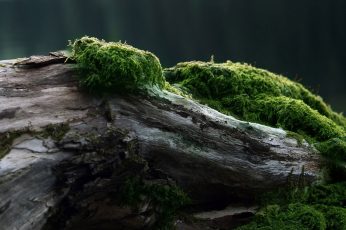 Green leafed plant wallpaper, brown drift wood with moss, nature, macro