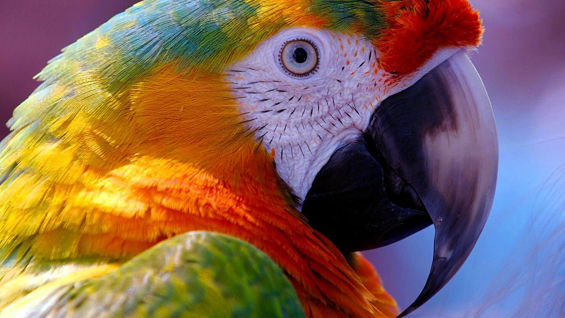 Beak wallpaper, bird, parrot, macaw, close up, feather, parakeet, macro photography