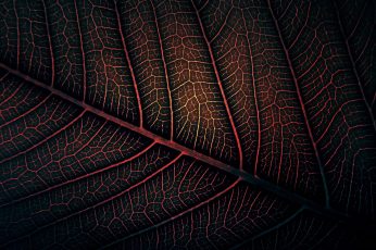 Red leaf wallpaper, macro photography of red and black leaf, leaves, minimalism