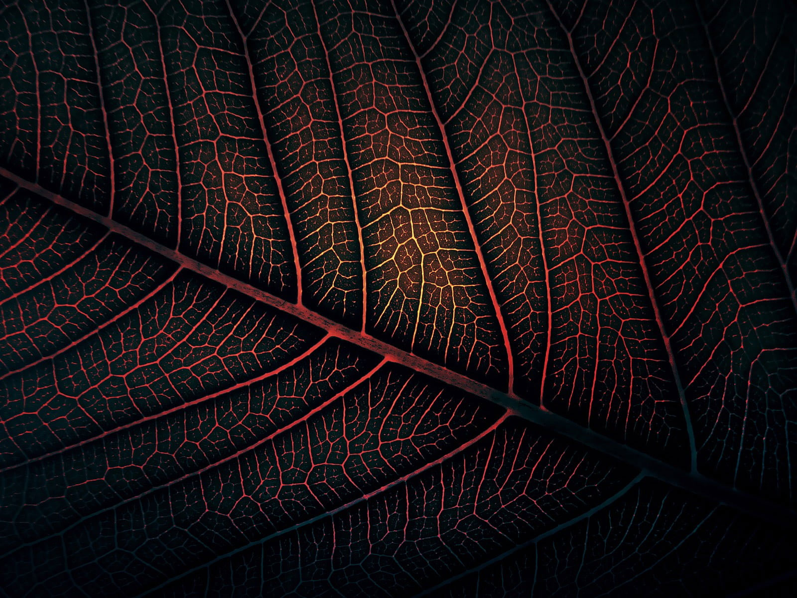 Red leaf wallpaper, macro photography of red and black leaf, leaves, minimalism