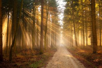 Forest sunray wallpaper, path, road, light, trees, silhuette, nature