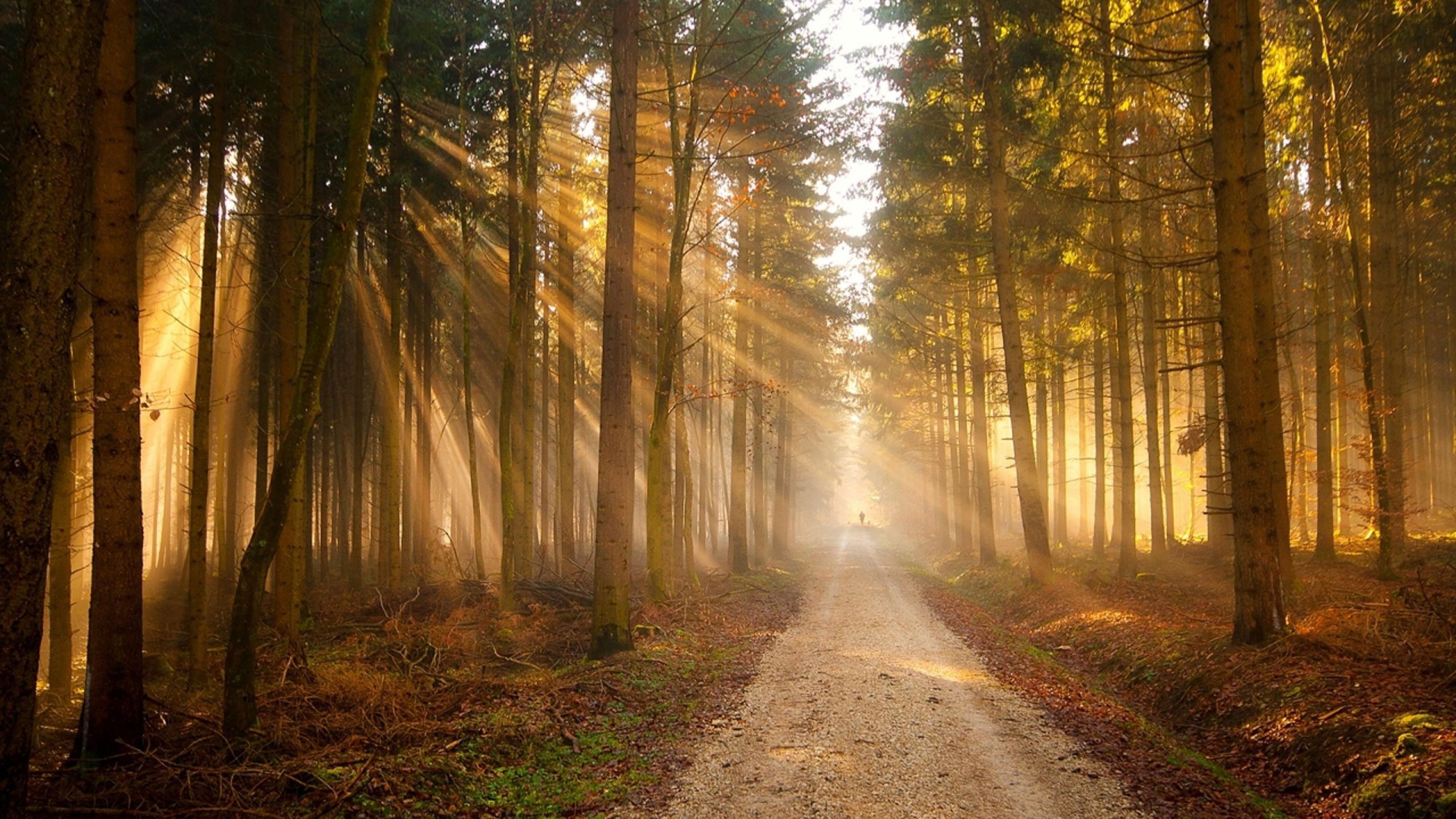 Forest sunray wallpaper, path, road, light, trees, silhuette, nature