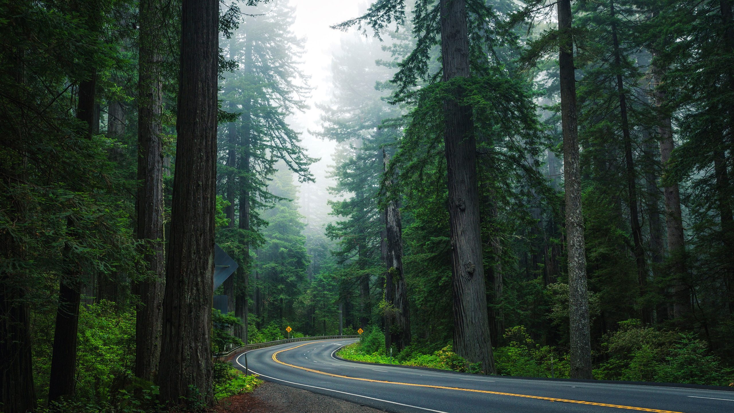 Forest road wallpaper, nature, tree, path, spruce fir forest