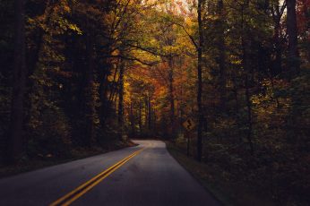 Road between trees wallpaper, concrete pavement surrounded by trees, fall