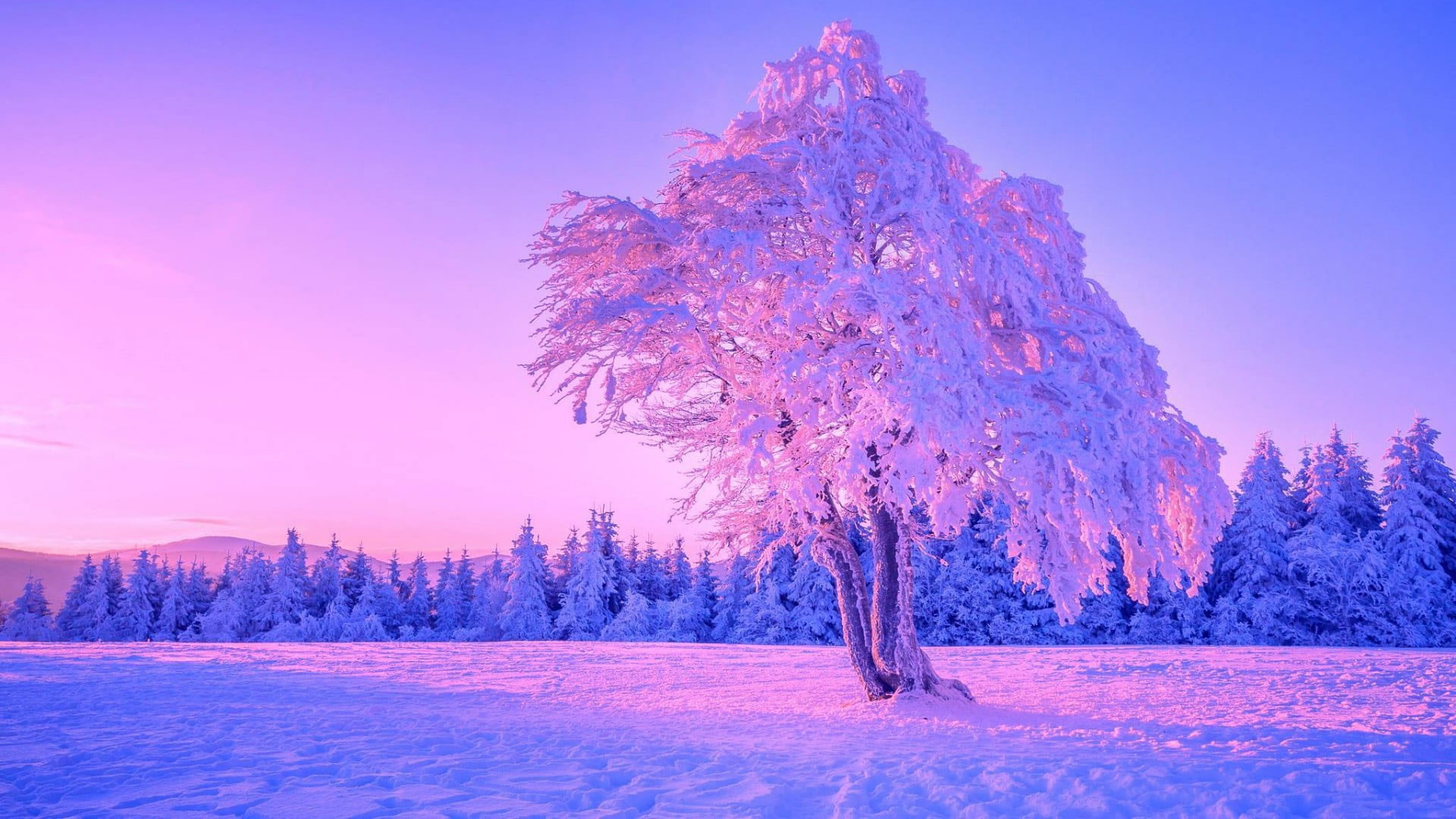 Lone tree wallpaper, winter, sky, nature, freezing, snow, purple sky