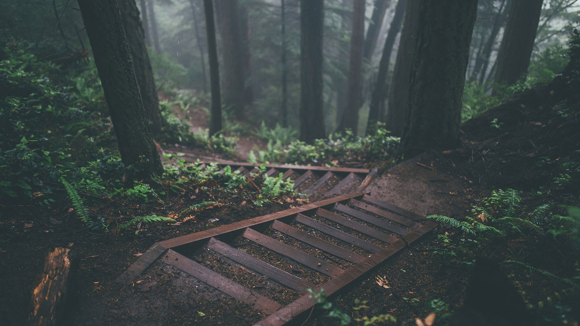Trees wallpaper, stairs, deep forest, nature, plants, jungle