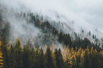 Wilderness wallpaper, nature, tree, fog, woody plant, mountain, mist