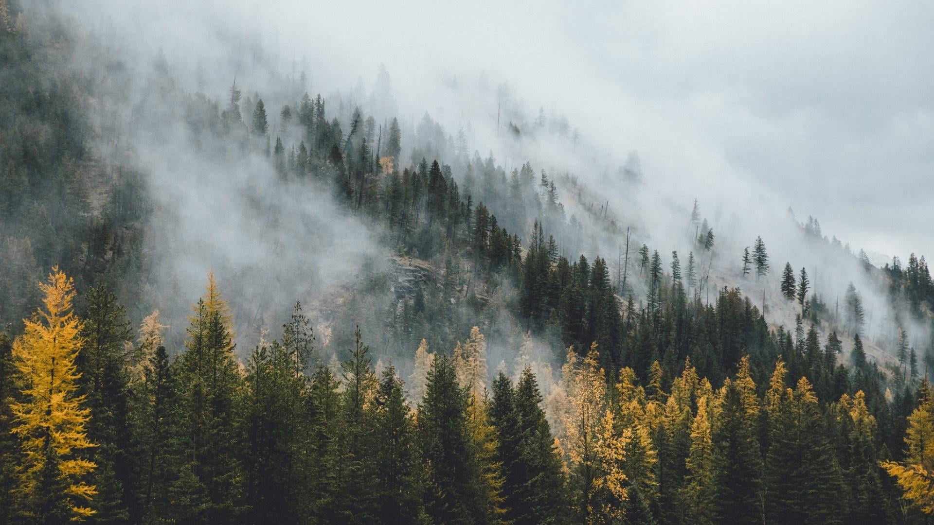 Wilderness wallpaper, nature, tree, fog, woody plant, mountain, mist, fog, Nature