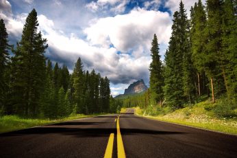 Green pine trees wallpaper, road near forest during daytime, nature