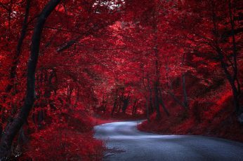 Red forest wallpaper, autumn, nature, road, tree, leaves, woody plant
