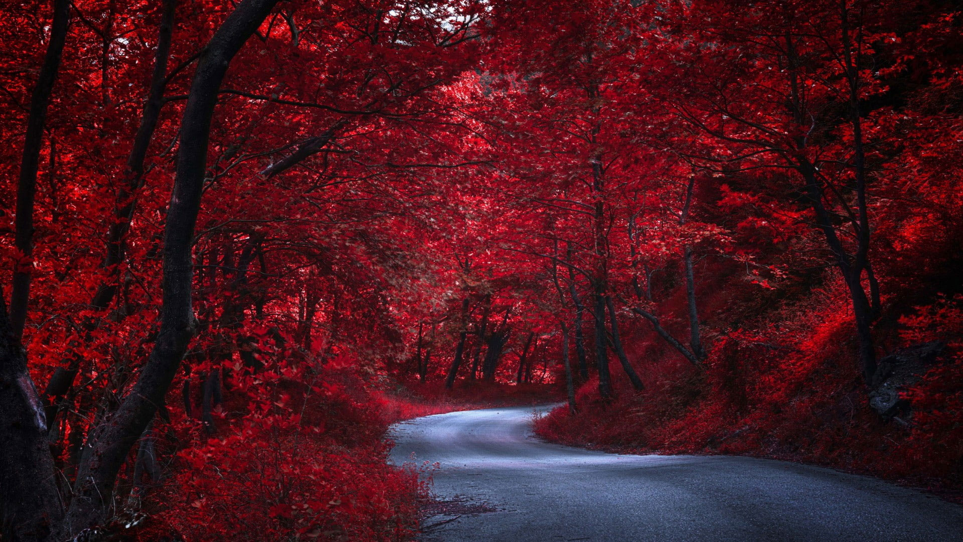 Red forest wallpaper, autumn, nature, road, tree, leaves, woody plant