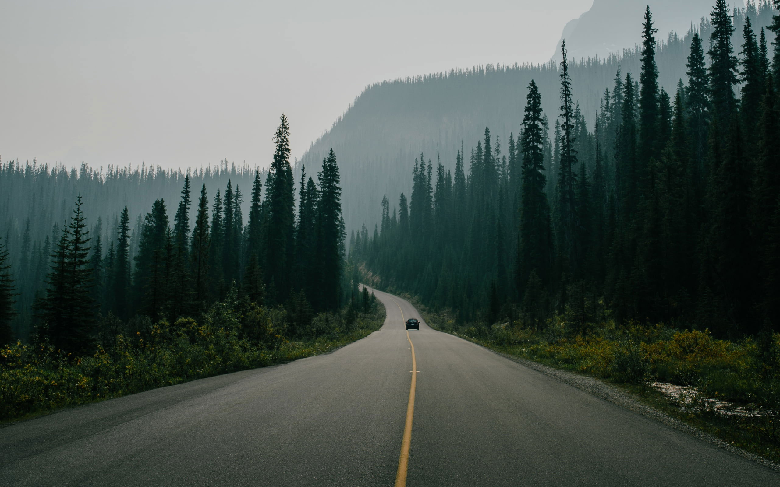 Road surrounded with trees wallpaper, nature, landscape, car, pine trees