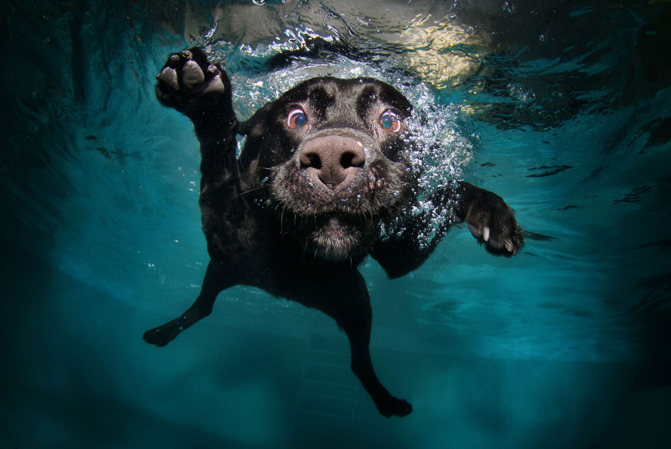 Wallpaper Adult Black Labrador Retriever, Dog, Underwater
