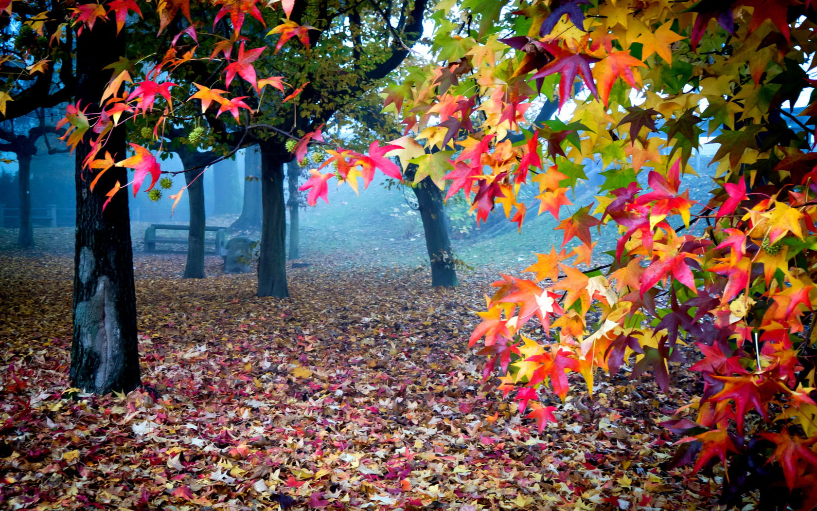 Wallpaper Beautiful Autumn Colors, Leafed Trees, Nature