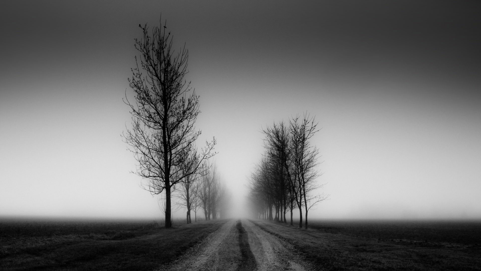 Wallpaper Beautiful Black And White, Fog, Tree • Wallpaper For You