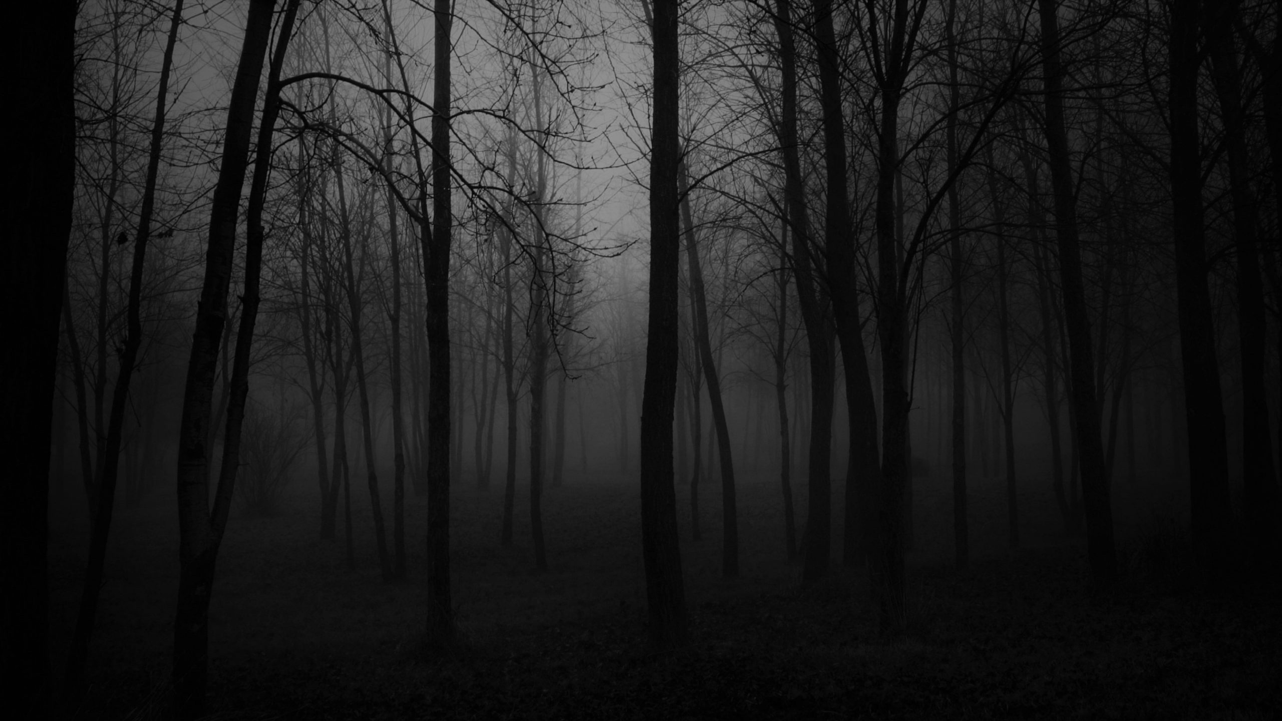 Wallpaper Black, Black And White, Forest, Nature, Foggy