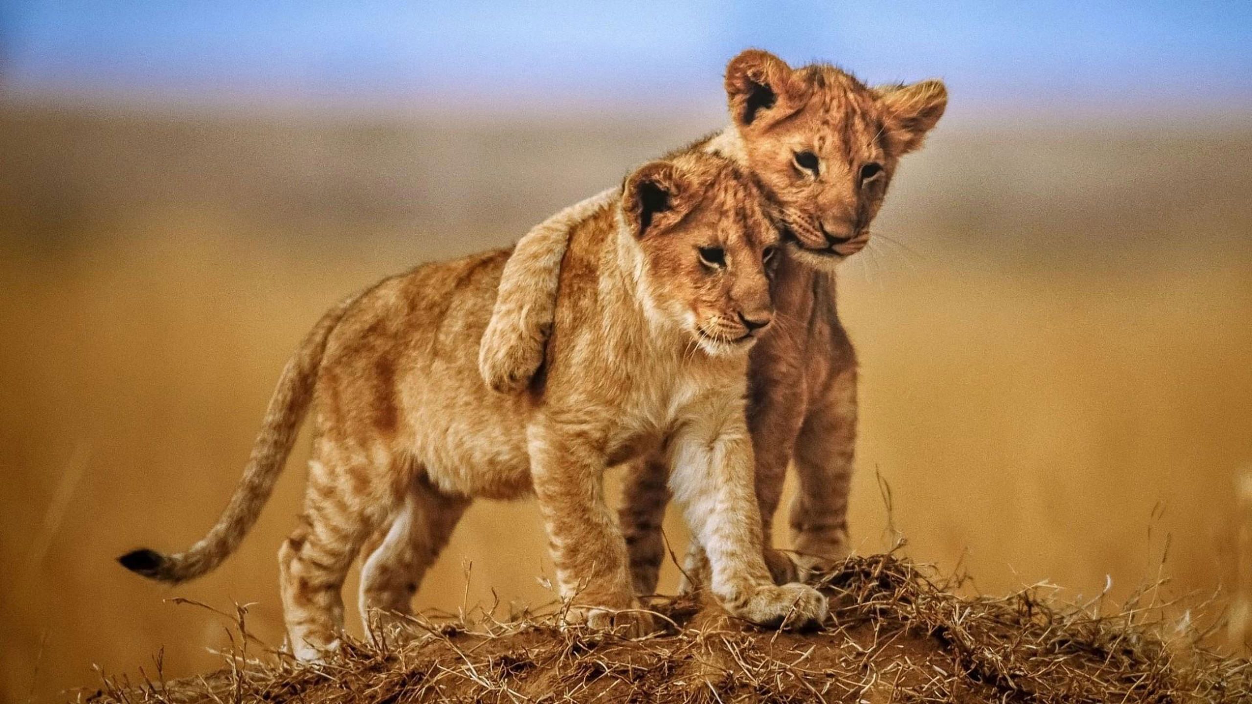 Wallpaper Brotherly Love Lion Cubs Photo Animals From Savanna