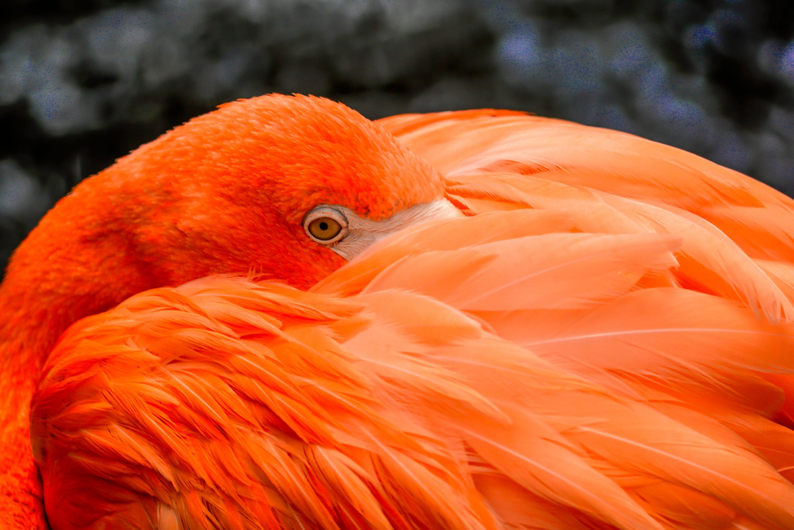 Wallpaper Close Up Photography Of Orange Bird, Flamingo