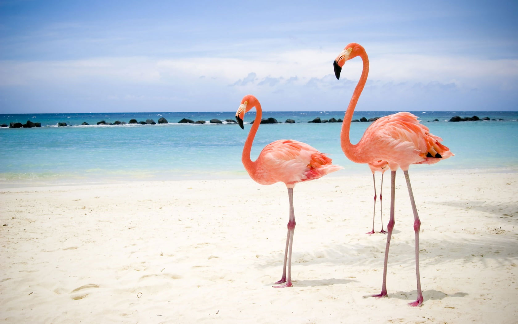 Wallpaper Flamingo Flamingos Beach Hd, Animals 1680x1050px