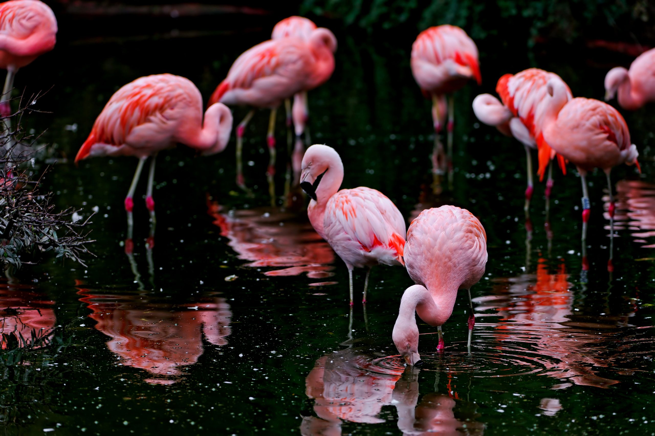 Wallpaper Flamingo Flock, Flamingoes, Flamingoes, Black
