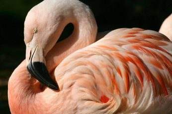 Wallpaper Flamingo Sleeping, Pink Flamingo, Animal, Bird