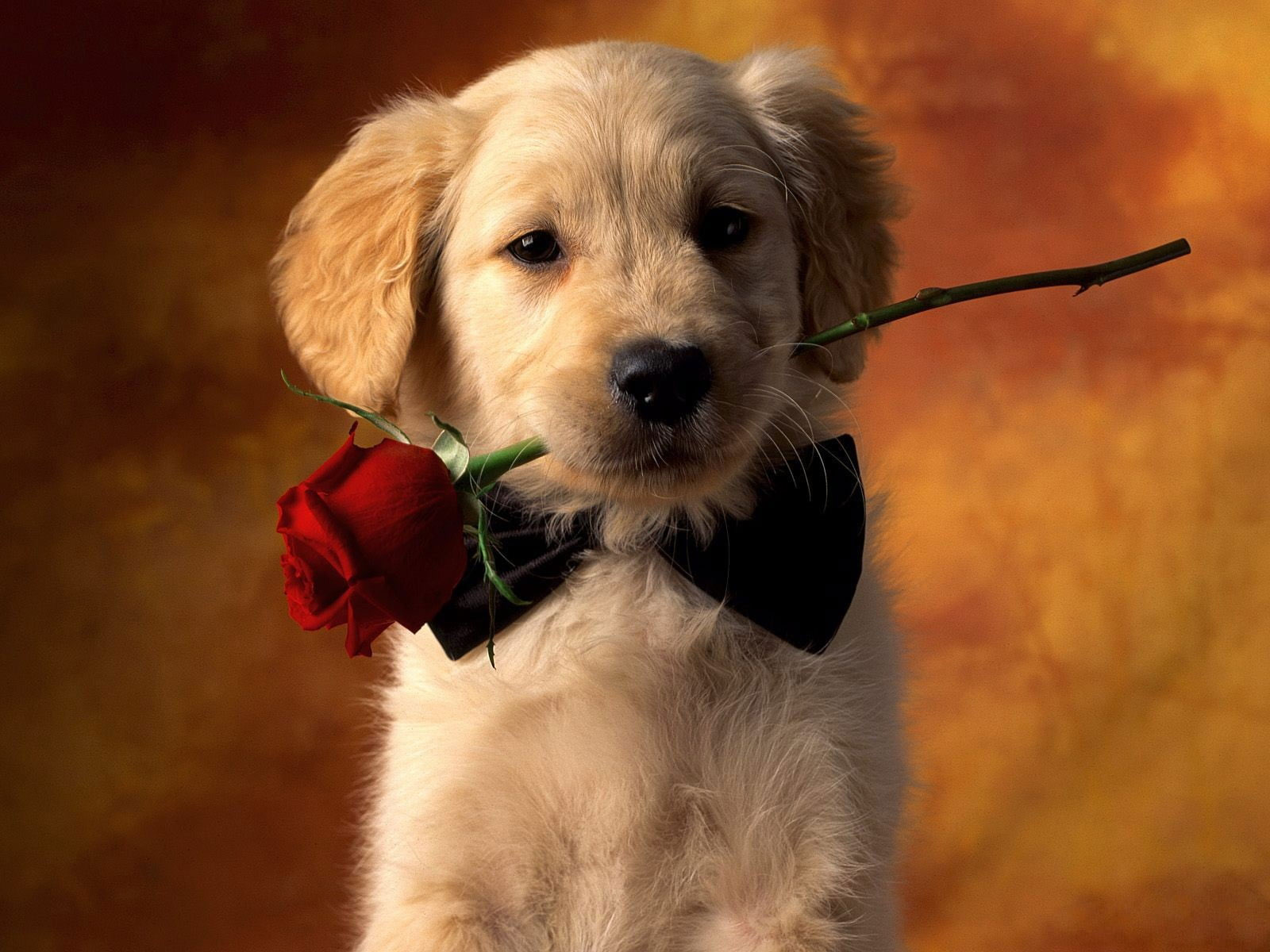 Wallpaper Golden Retriever Puppy Biting Red Rose Photograp