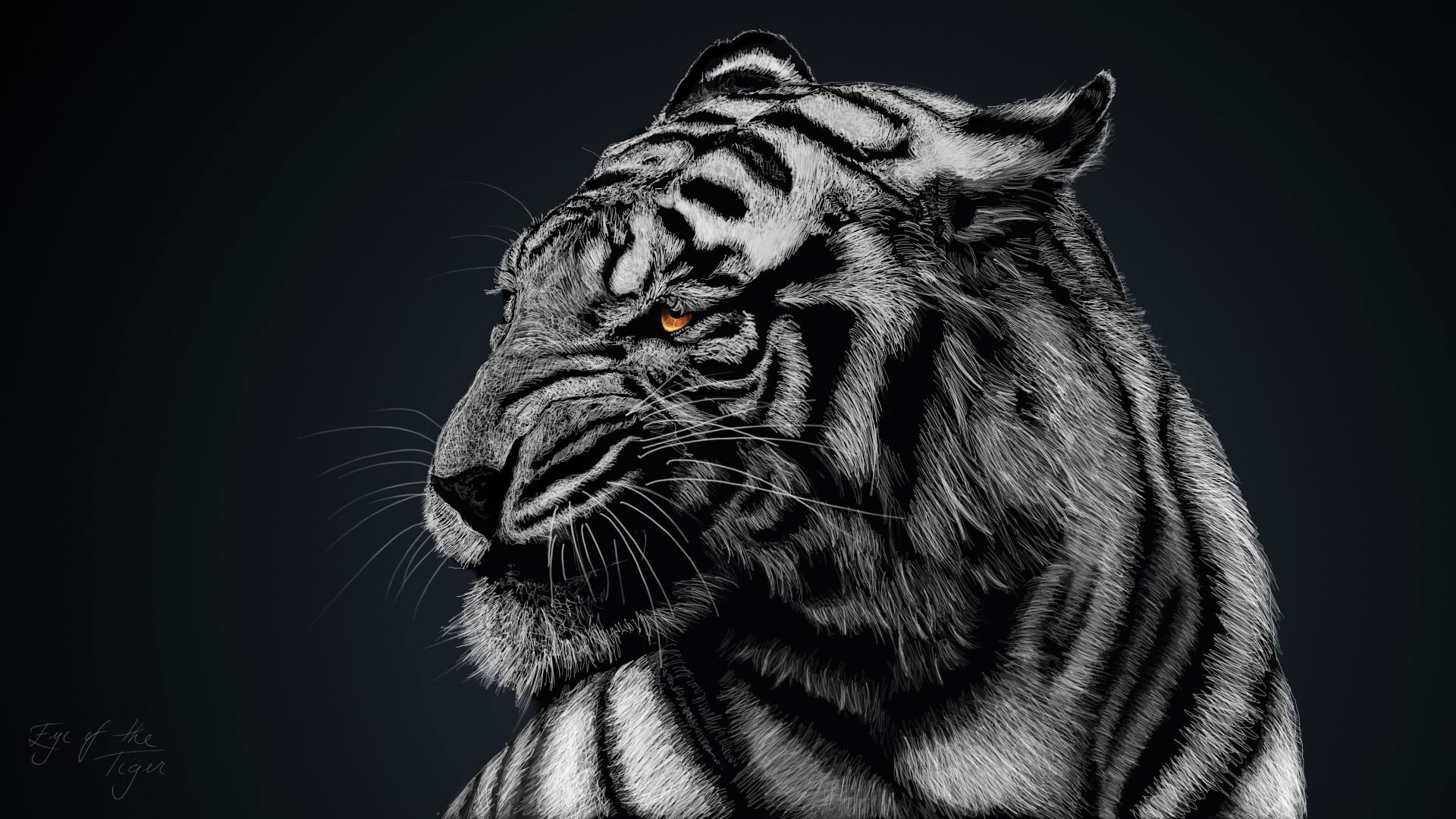 Wallpaper Gray And Black Tiger, Greyscale Photo Of Tiger