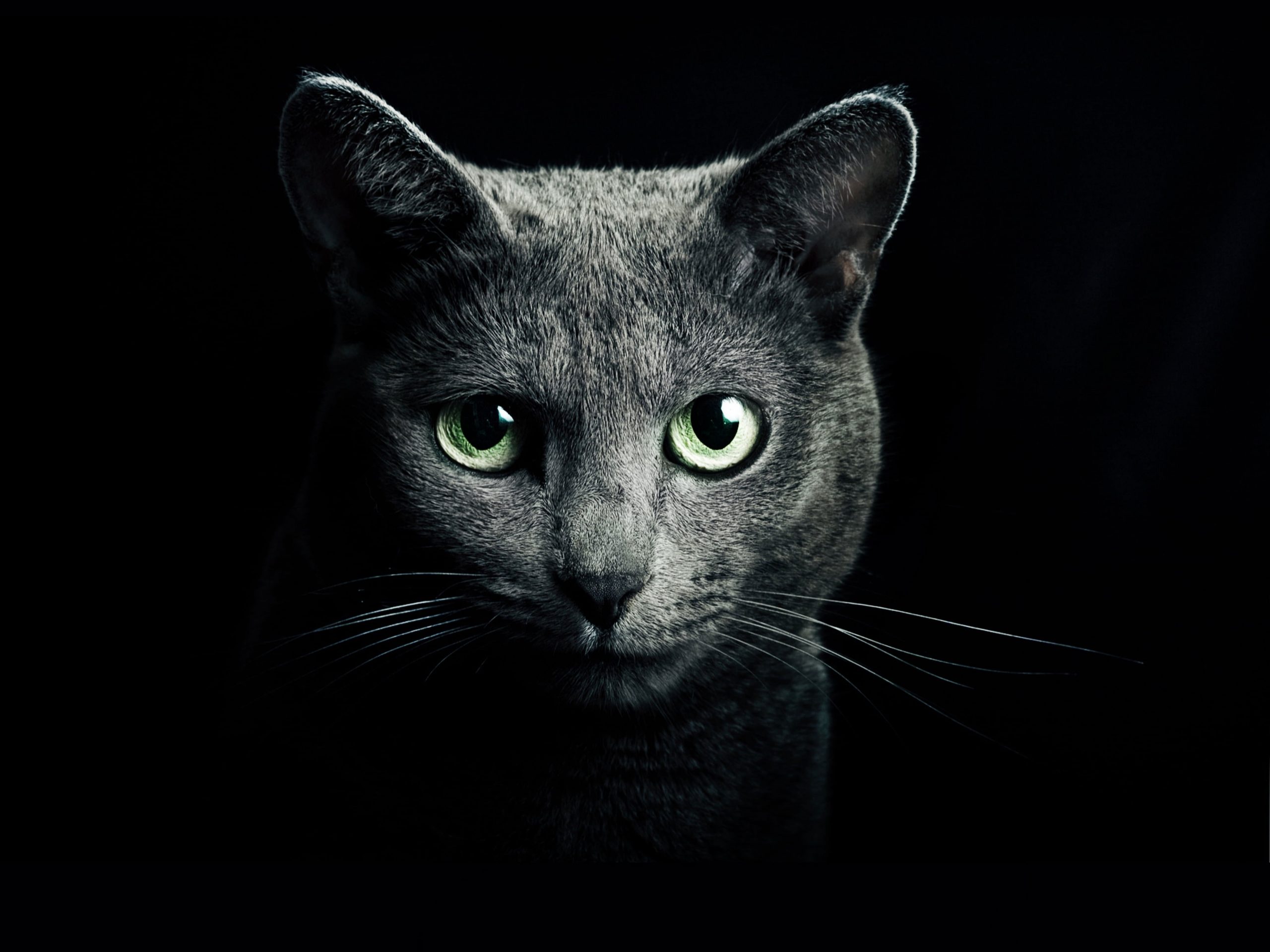 Wallpaper Gray Cat Digital Wallpaper, Black, Breed