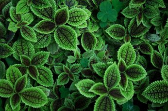 Wallpaper Green Leafed Plant, Photography, Plants, Leaves