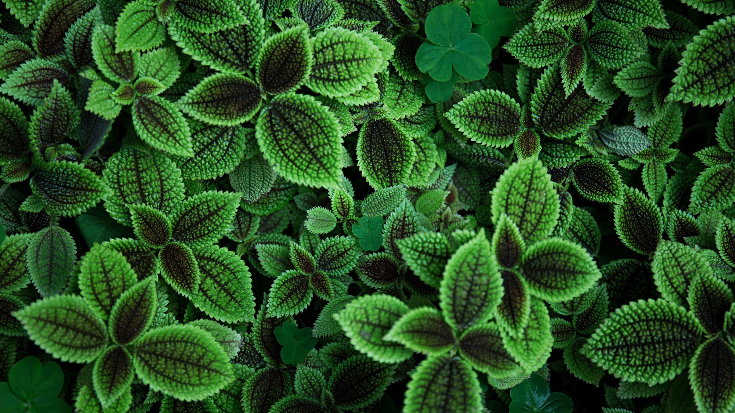 Wallpaper Green Leafed Plant, Photography, Plants, Leaves