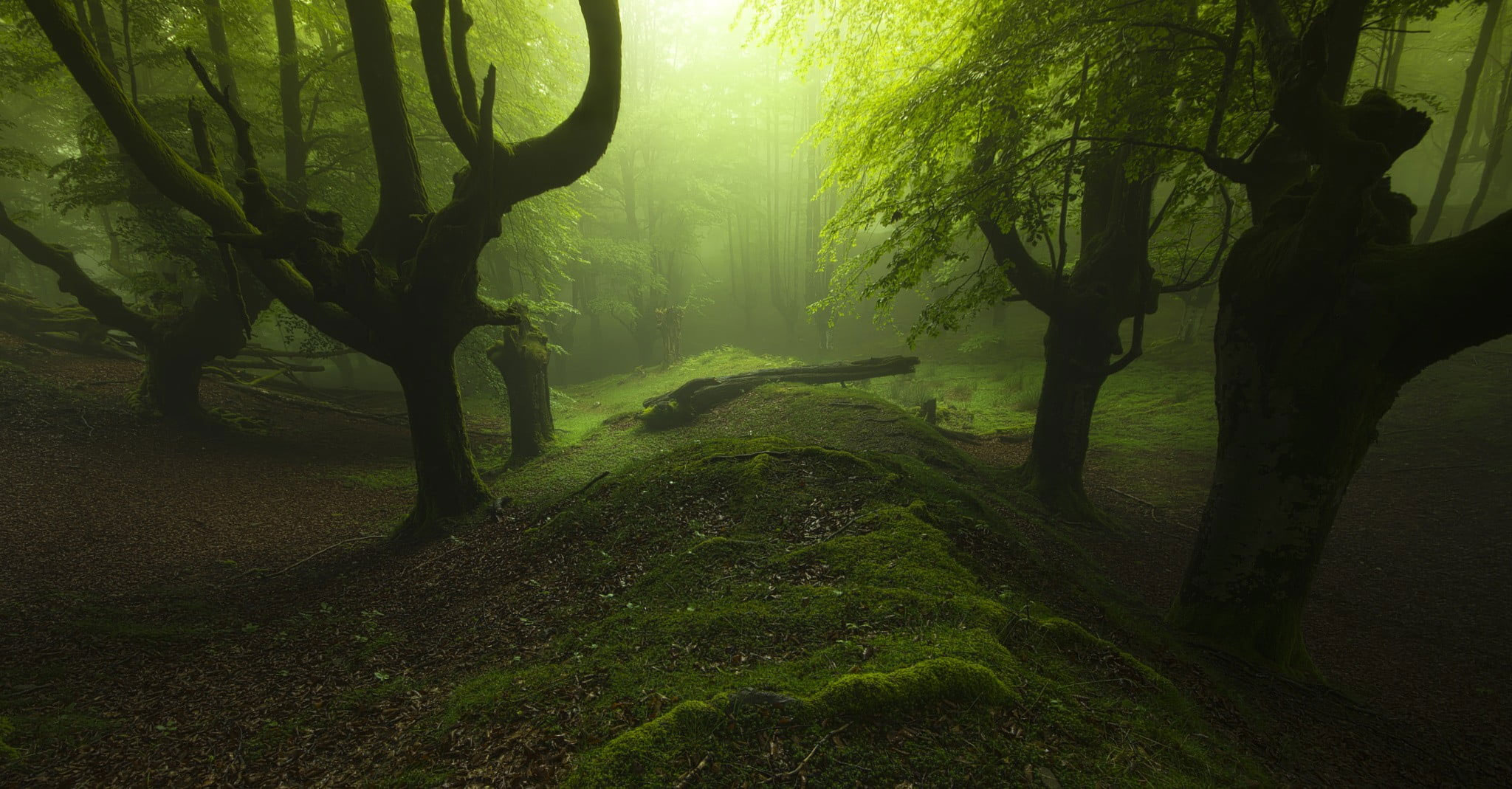 Wallpaper Green Trees, Landscape Photography Of Forest